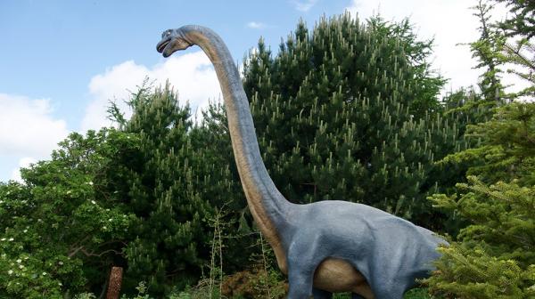 Dinozaury z długą szyją - charakterystyka i przykłady - Brachiosaurus