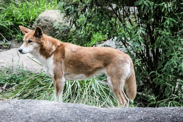 Australijskie rasy psów - 6. Australian Dingo