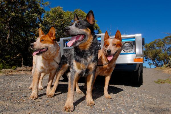 Rasy psów australijskich - 5. Owczarek australijski krótkoogoniasty