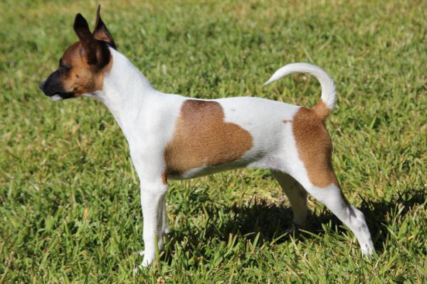 Rasy psów australijskich - 9. Tenterfield Terrier