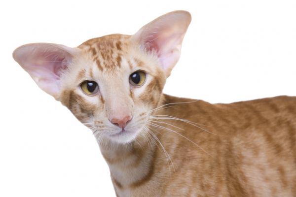 Rasy kotów pomarańczowych - kot orientalny krótkowłosy