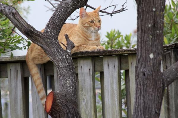 Rasy kotów pomarańczowych - Kot półrasowy