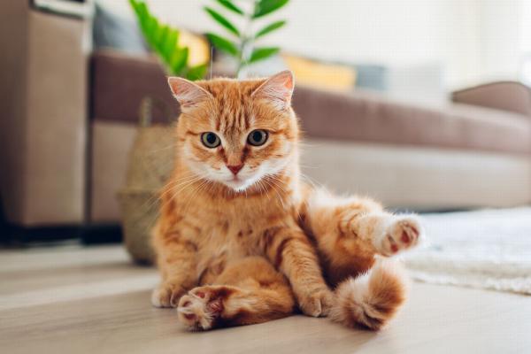 Rasy kotów pomarańczowych - kot europejski