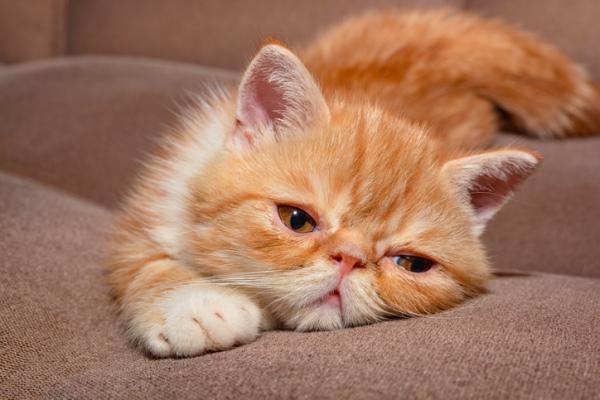 Rasy kotów pomarańczowych - kot egzotyczny