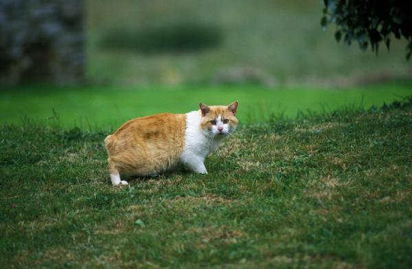 Rasy kotów pomarańczowych - Manx