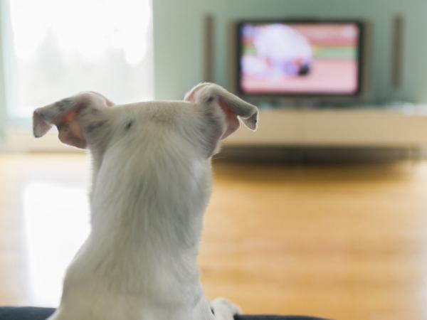 Jak widzą psy?  - Czy psy oglądają telewizję?