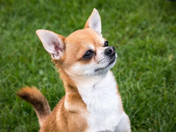 Chihuahua Colors - AKC zaakceptowane kolory Chihuahua