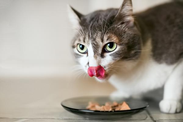 Kryształy w moczu u kotów - rodzaje, objawy i leczenie - Dieta dla kotów z kryształami w moczu
