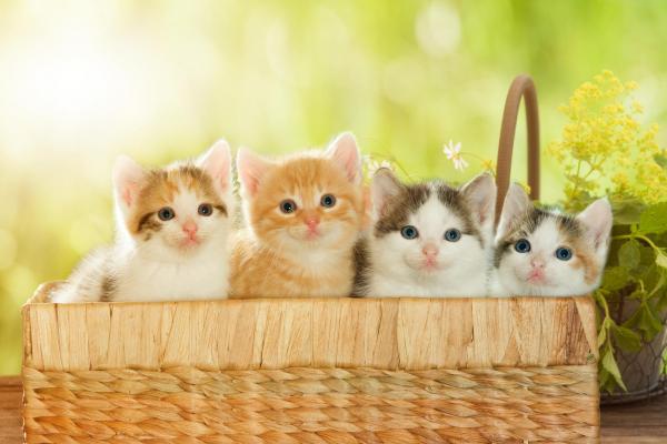 Imiona dla oryginalnych samców kotów - Imiona dla samców kotów według ich koloru