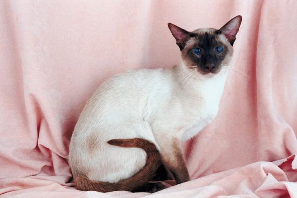 10 egzotycznych ras kotów - 1. Nowoczesny syjamski lub tajski