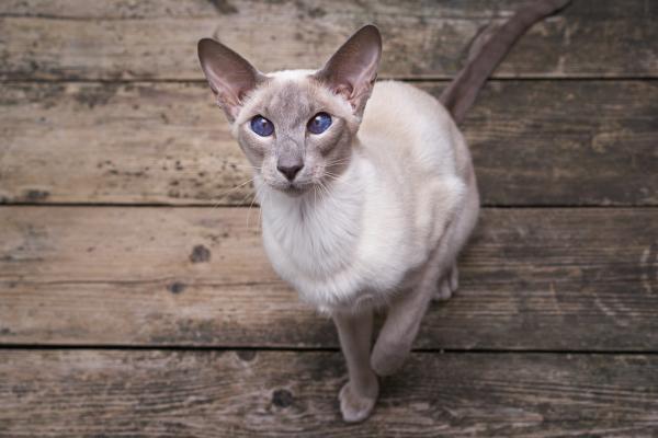 10 egzotycznych ras kotów - 7. Orientalny krótkowłosy