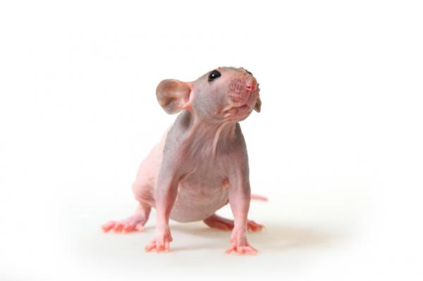 Specjalna opieka nad szczurem łysym lub bezwłosym - Siedlisko szczura łysego lub szczura bezwłosego