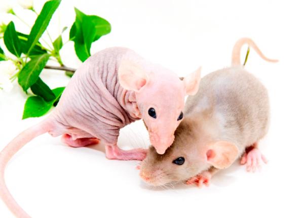 Specjalna opieka nad szczurem łysym lub bezwłosym - Mieszkanie z innymi zwierzętami
