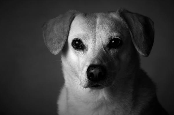 Jak długo trwa pies z rakiem?  - Rak u psów i jego leczenie