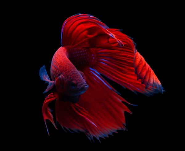 Nazwy dla samców i samic betta - Nazwy dla czerwonych ryb betta
