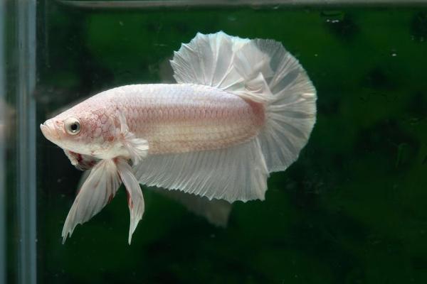 Nazwy dla samców i samic betta - Nazwy dla białych ryb betta