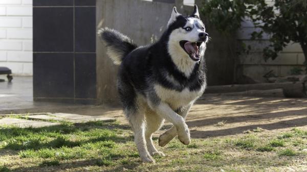 Zalety posiadania psa husky syberyjskiego - 1. Husky syberyjski potrzebuje sporej dawki codziennej aktywności fizycznej 