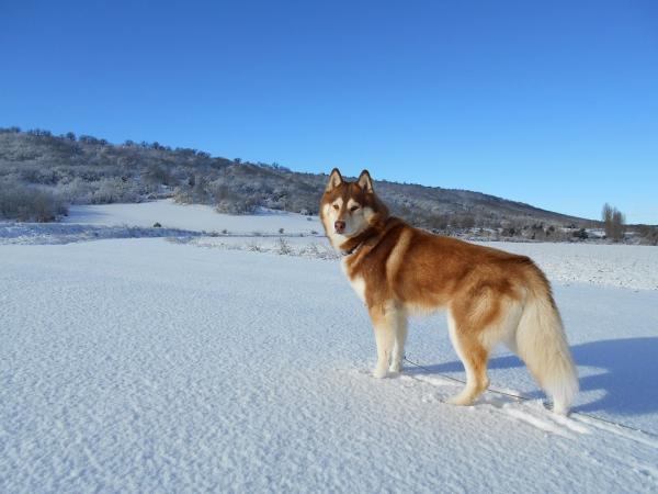 Zalety posiadania psa husky syberyjskiego - 3. Husky jest znany jako pies spacerowy