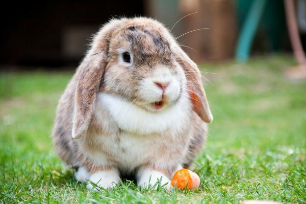 Karmienie królika belier - Warzywa dla królika belier