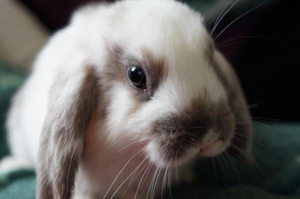 Karmienie królika belier - Owoce dla królika belier