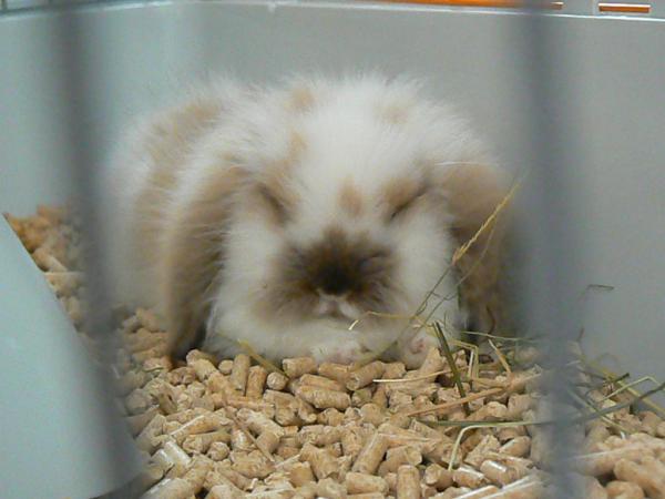 Karmienie królika belier - zakazana żywność