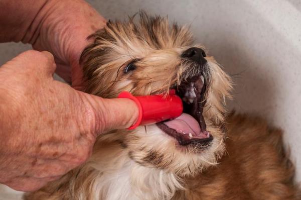 Jak przedłużyć życie mojego psa?  - 2. Przestrzegaj rutyny higieny jamy ustnej