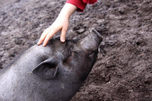 Świnia wietnamska jako zwierzę domowe - Natura wietnamskiej świni w sferze domowej