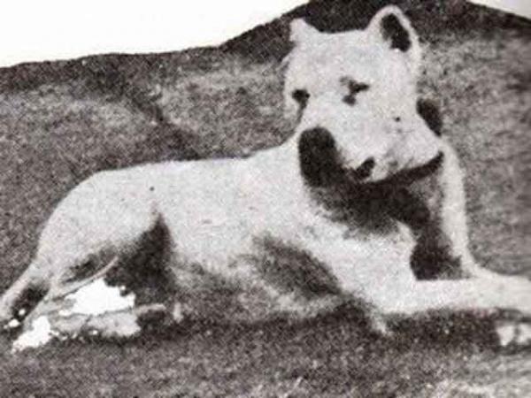 Rasy psów argentyńskich - Cordovan bojowy pies