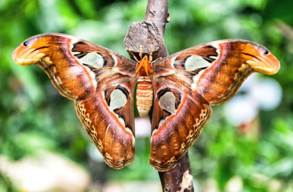 Zwierzęta powietrzne - Przykłady i cechy - 9. Motyl Atlas (atlas Attacus)