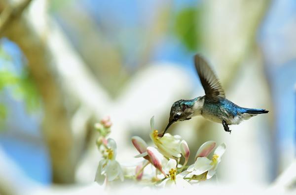 Zwierzęta powietrzne - Przykłady i cechy - 4. Koliber (Mellisuga helenae)