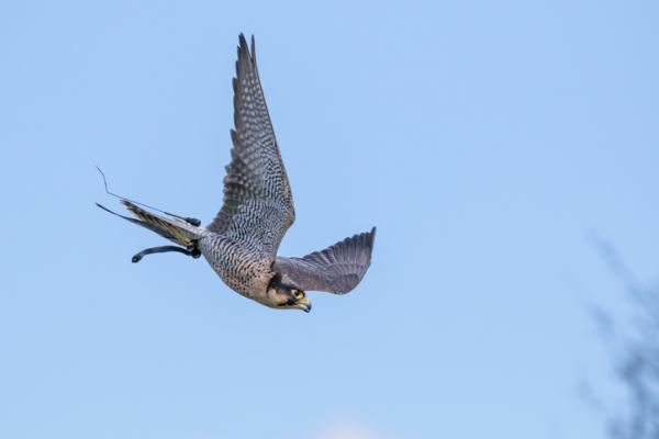 Zwierzęta powietrzne - Przykłady i charakterystyka - 3. Sokół wędrowny (Falco peregrinus)