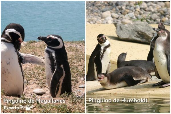 10 egzotycznych ptaków Chile - Pingwiny