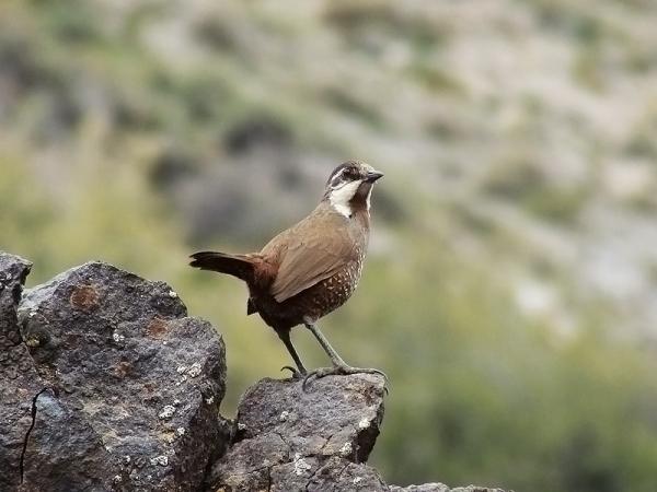 10 egzotycznych ptaków Chile - 5. Turecki