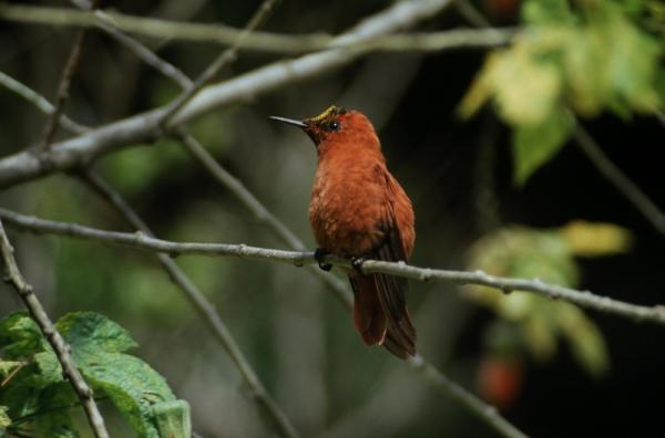 10 egzotycznych ptaków Chile - 8. Koliber Juana Fernándeza