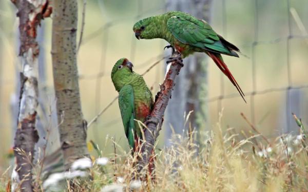 10 egzotycznych ptaków Chile - 10. Papuga Choroy