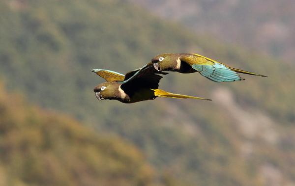 10 egzotycznych ptaków Chile - 7. Papuga Tricahue