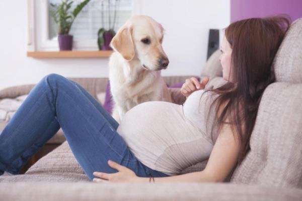 Czy psy przewidują ciążę?  - Jak pies wykrywa ciążę?