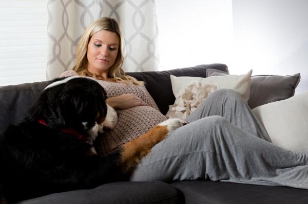 Czy psy przewidują ciążę?  - Możliwość, że psy wykryją ciążę 
