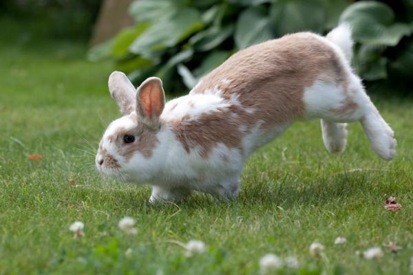 Mój królik gryzie klatkę - dlaczego i co robić?  - Ile miejsca potrzebuje królik?