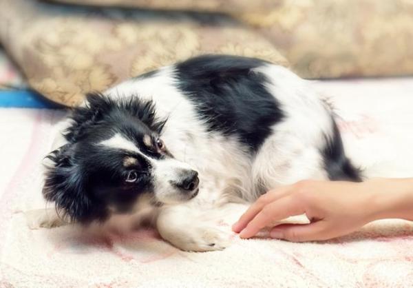 10 najczęstszych problemów behawioralnych u psów - Jakie problemy z zachowaniem rozwijają psy?