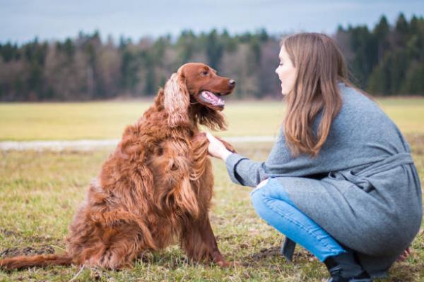 10 najczęstszych problemów behawioralnych u psów - Jak korygować zachowanie psów?
