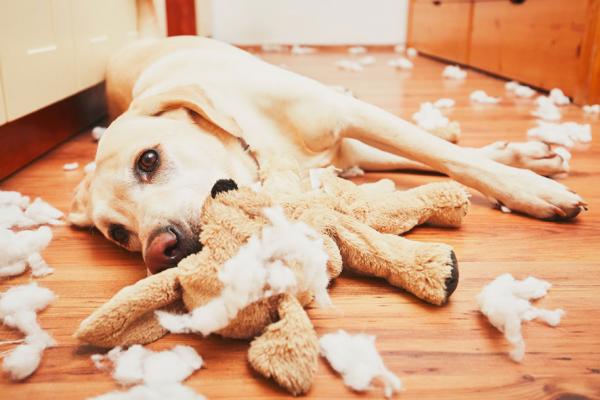 Top 10 problemów behawioralnych u psów - Top 10 problemów behawioralnych u psów