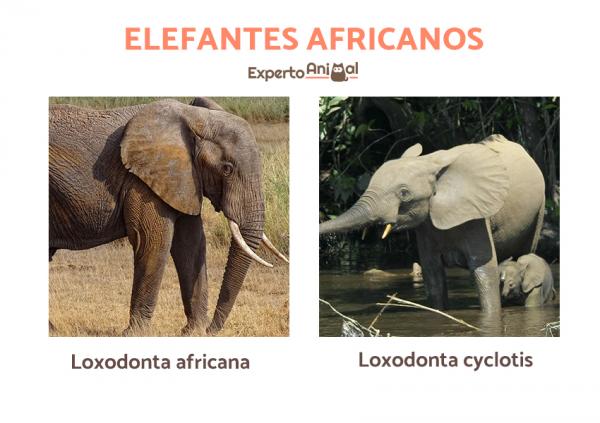 Rodzaje słoni i ich cechy - Rodzaje słoni afrykańskich