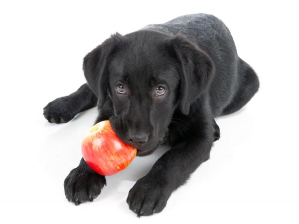 Czy psy mogą jeść jabłka?  - Czy możesz dać jabłko psu?