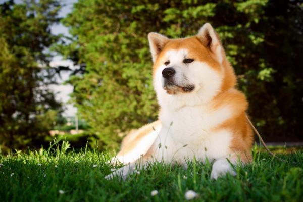 Japońskie rasy psów, które powinieneś znać - 1. Akita inu