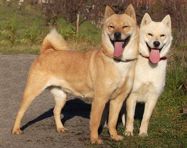 Japońskie rasy psów, które powinieneś znać - 4. Hokkaido inu