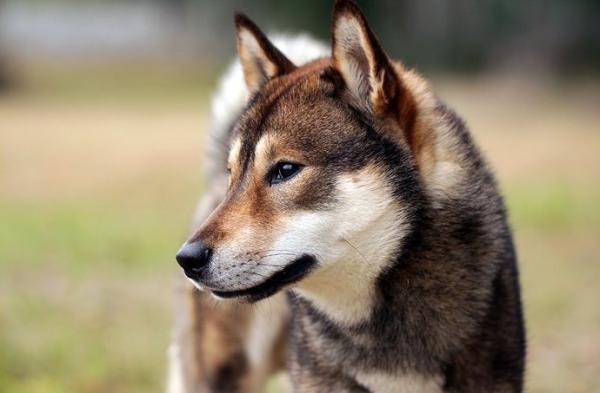 Japońskie rasy psów, które powinieneś znać - 3. Shikoku inu