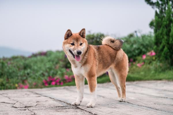 Japońskie rasy psów, które powinieneś znać - 2. Shiba inu