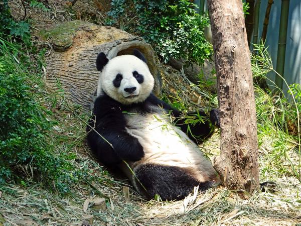 Karmienie Panda Bear - Życie, jedzenie i spanie Panda Bear