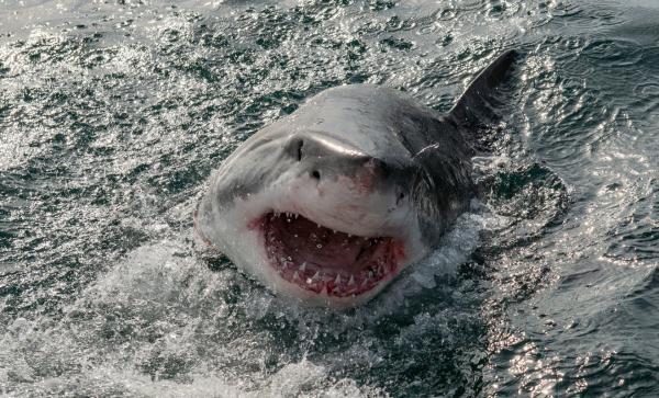 Ciekawostki o rekinach - Gigantyczna i przerażająca szczęka rekinów